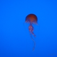 2007.07.04-Monterey Bay-056.JPG