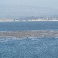 2007.07.04-Monterey Bay-071.JPG