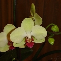 Orchid from King Car Phalaenopsis