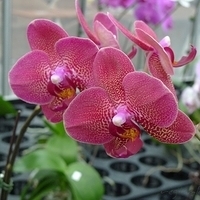 King Car Orchid Garden