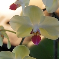 April 2012 Orchid