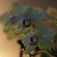 2012.05.12-flower-007.JPG