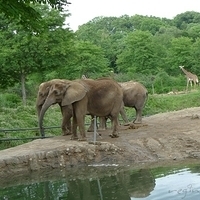 2009.07.03-zoo-020.JPG