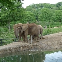 2009.07.03-zoo-021.JPG