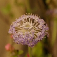Flower 03-05-2010