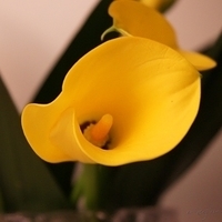 Flower 03-13-2010